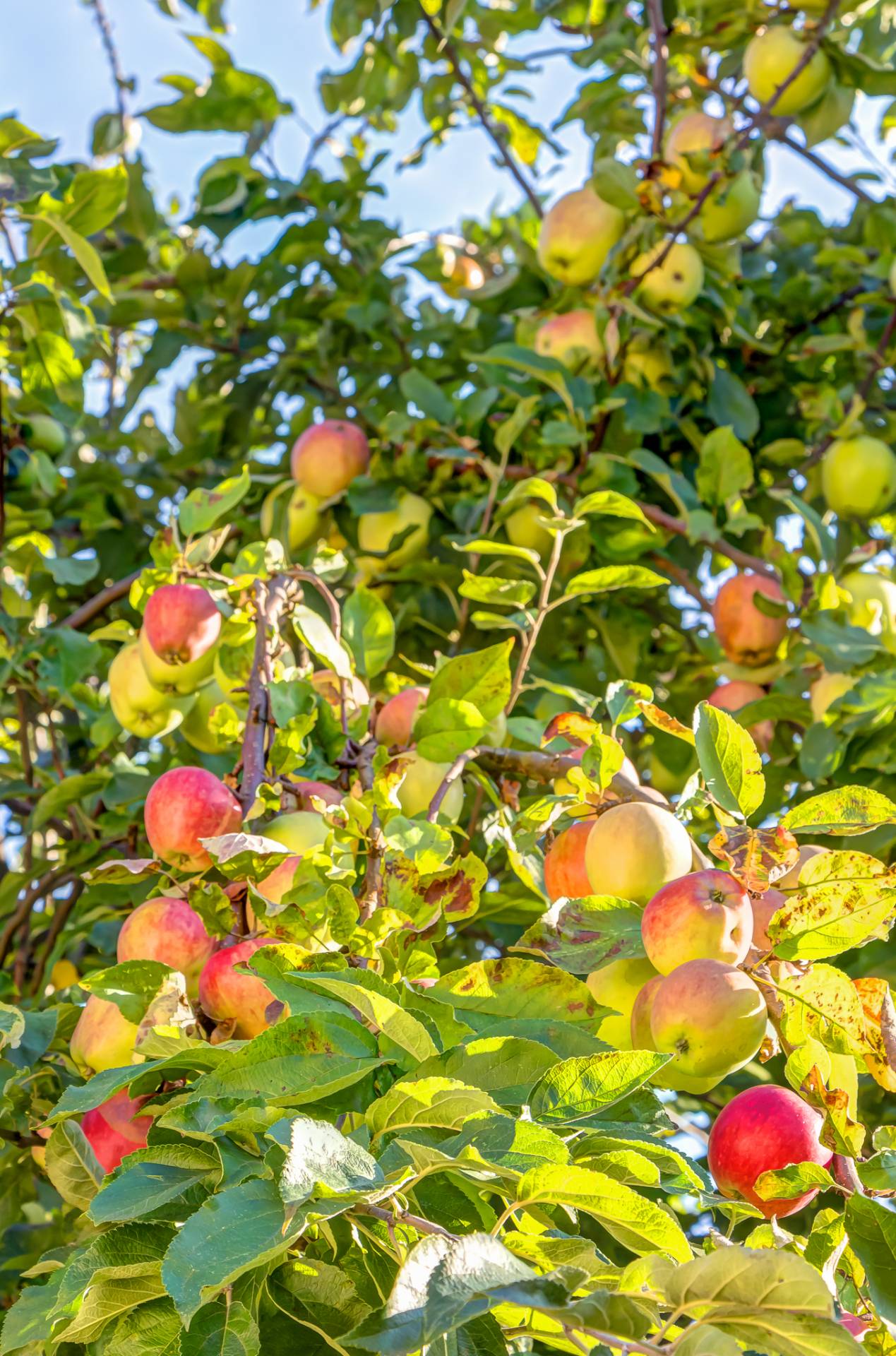 Äpfel im Obsgarten